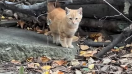 Illustration : Un couple découvre un chaton dans la maison qu'il rénove et en tombe amoureux au point de l'adopter (vidéo)