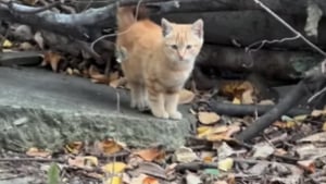 Illustration : "Un couple découvre un chaton dans la maison qu'il rénove et en tombe amoureux au point de l'adopter (vidéo)"