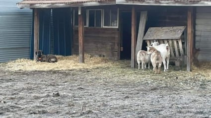 Illustration : Ils oublient de fermer leur portail et découvrent un invité surprise sur leur propriété le lendemain matin