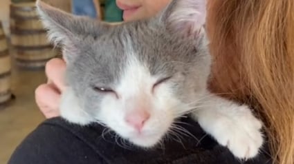 Illustration : Un chaton déçu par sa non adoption lors d'un évènement qui suscitait tant d'espoir se console dans les bras de sa mère d'accueil (vidéo)