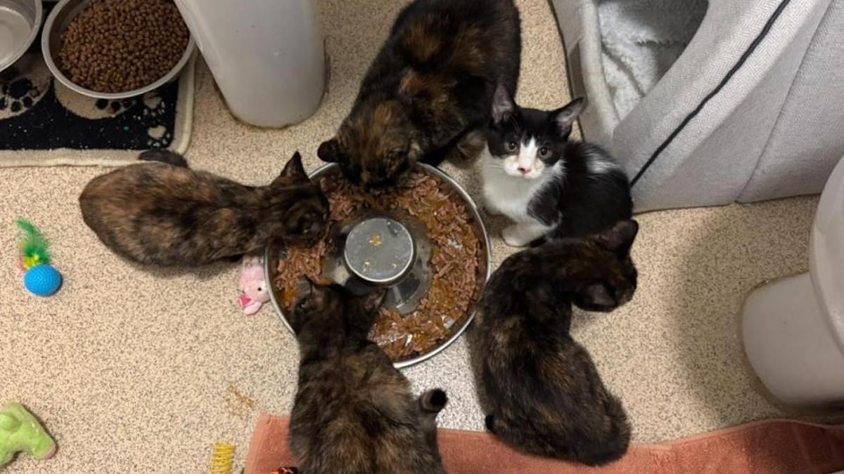 Illustration : "5 chatons abandonnés dans un champ a côté d'un tas de biscuits reçoivent l'aide précieuse d'une bonne samaritaine"