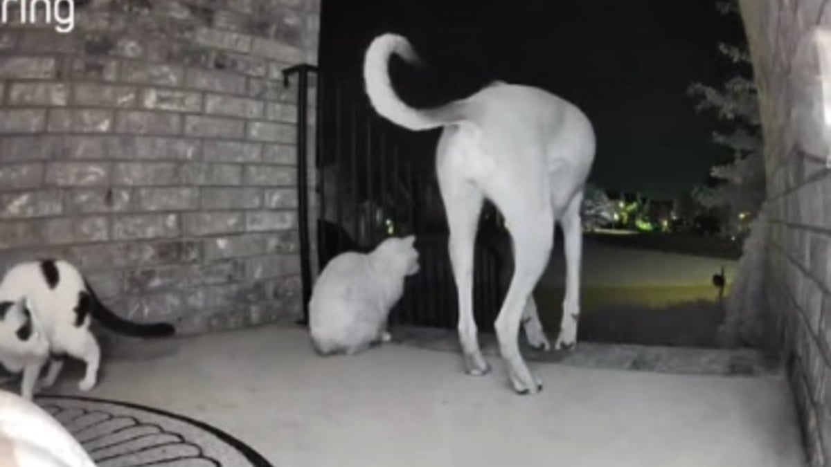 Illustration : "Une chienne ouvre la porte de la maison pour s'échapper et invite les chats de la famille à la suivre mais des voisines bienveillantes interviennent à temps (vidéo)"