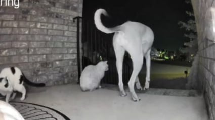 Illustration : Une chienne ouvre la porte de la maison pour s'échapper et invite les chats de la famille à la suivre mais des voisines bienveillantes interviennent à temps (vidéo)