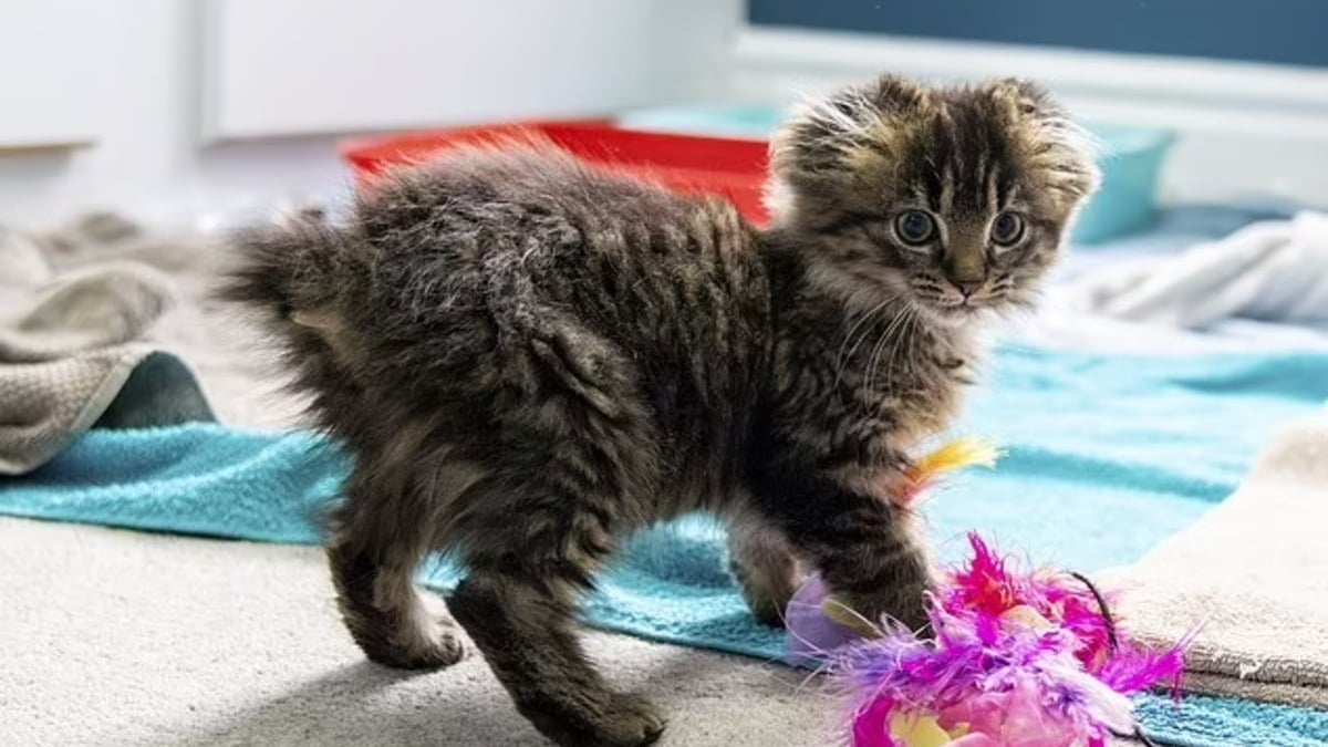 Illustration : "Un chaton découvert sans queue ni oreilles épate ses bienfaiteurs par son assurance et son caractère amical"