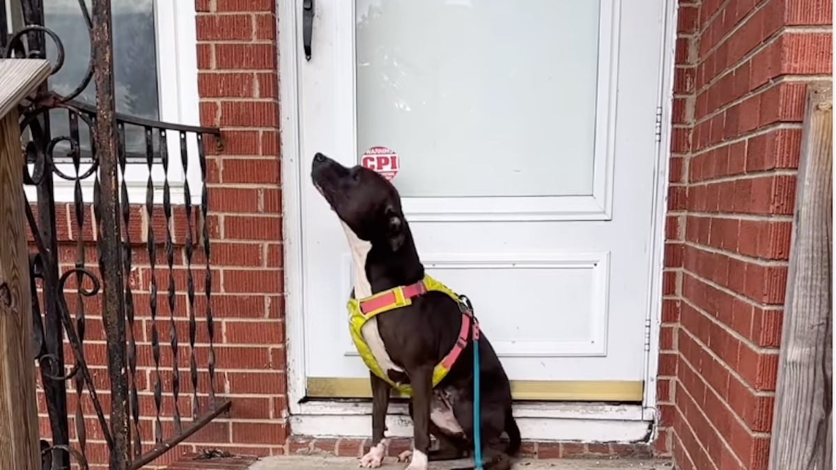 Illustration : "Triste d'être séparée de sa famille, une chienne emmène sa bienfaitrice jusqu'à son ancienne maison dans l'espoir de revoir ses proches (vidéo)"