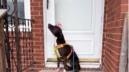 Illustration : Triste d'être séparée de sa famille, une chienne emmène sa bienfaitrice jusqu'à son ancienne maison dans l'espoir de revoir ses proches (vidéo)