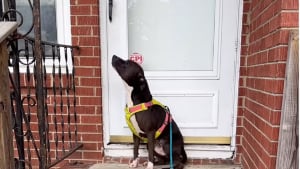 Illustration : "Triste d'être séparée de sa famille, une chienne emmène sa bienfaitrice jusqu'à son ancienne maison dans l'espoir de revoir ses proches (vidéo)"