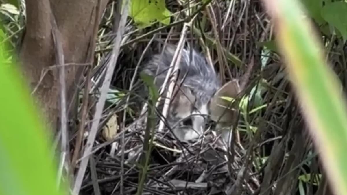 Illustration : "Des volontaires joignent leurs efforts pour tenter de secourir un chaton pris au piège dans les marécages et dont les chances de survie sont minces"