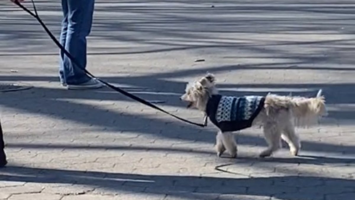 Illustration : "La démarche singulière d'un petit chien enchante les visiteurs d'un parc et les internautes (vidéo)"