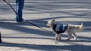 Illustration : "La démarche singulière d'un petit chien enchante les visiteurs d'un parc et les internautes (vidéo)"