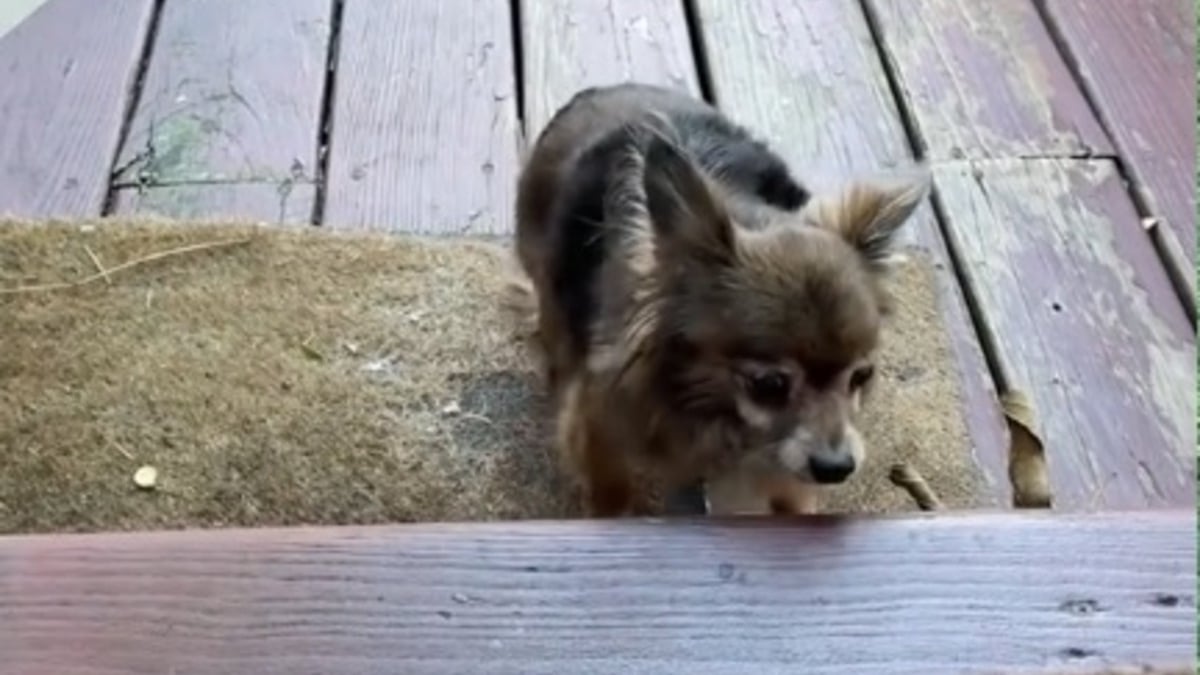 Illustration : "Un Chihuahua sénior surmonte sa peur des marches sous le regard ému et fier de sa mère d'accueil (vidéo)"