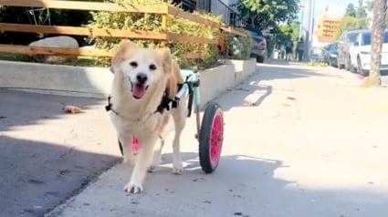 Illustration : Un chien âgé en fauteuil roulant effectue un sprint et brise toutes les idées reçues sur les animaux séniors (vidéo)