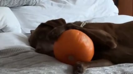 Illustration : Un Labrador choisit une citrouille lors d’une sortie avec sa maîtresse et refuse de s'en séparer (vidéo)