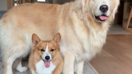 Illustration : Une Corgi prend son rôle de grande soeur hyperprotectrice très à coeur à l'égard de "son" Golden Retriever (vidéo)