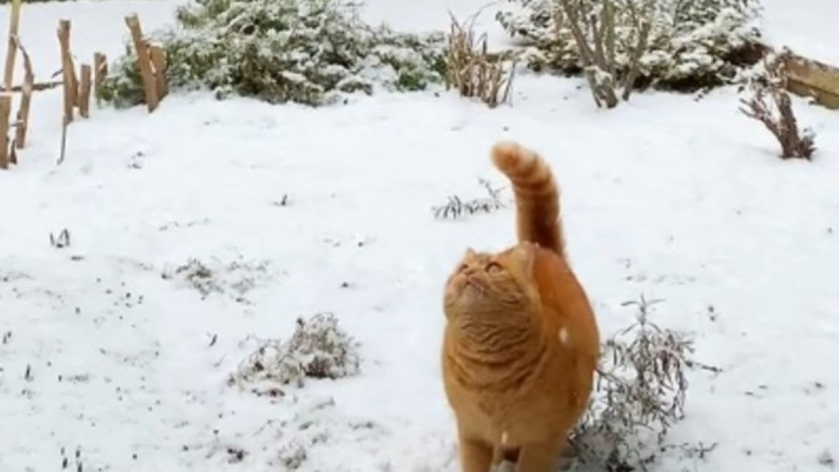 Illustration : "C'est Noël avant l'heure pour cette chatte émerveillée par les flocons de neige qu'elle tente d'attraper (vidéo)"