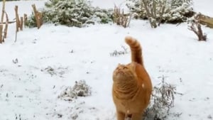 Illustration : "C'est Noël avant l'heure pour cette chatte émerveillée par les flocons de neige qu'elle tente d'attraper (vidéo)"