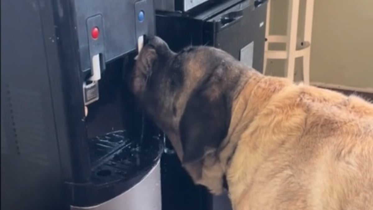 Illustration : "Un chienne Mastiff astucieuse apprend à utiliser une fontaine à eau mais ne fait pas dans la dentelle en se désaltérant (vidéo)"