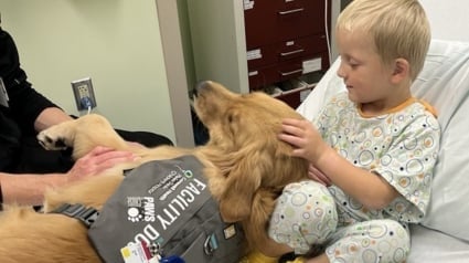 Illustration : Une chienne de thérapie entame sa noble mission à l'hôpital auprès d'enfants malades pour lesquels elle "fait toute la différence"