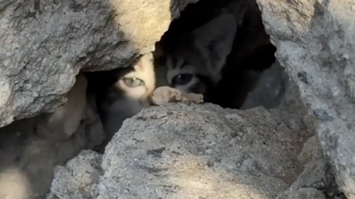 Illustration : "Alertée par des miaulements, une bonne samaritaine porte secours à une portée de chatons errants dont un minuscule et à 3 pattes"