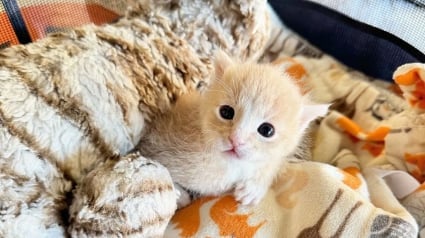 Illustration : Une femme rencontre un chaton de 3 semaines avec une anomalie aux pattes et décide de lui offrir une chance de connaître le bonheur