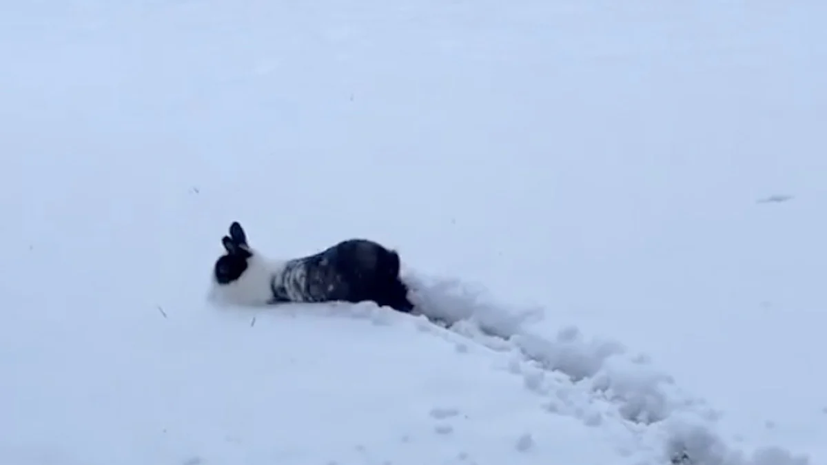 Illustration : "Des lapins adorables découvrent les joies de l'hiver et s'amusent comme des petits fous dans la neige (vidéo)"