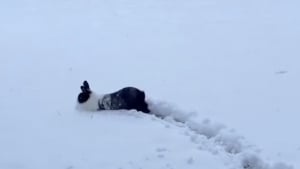 Illustration : "Des lapins adorables découvrent les joies de l'hiver et s'amusent comme des petits fous dans la neige (vidéo)"