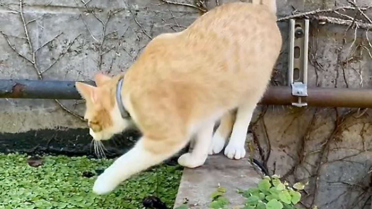 Illustration : "Ce chat roux a rapidement regretté d’avoir confondu les plantes aquatiques d’un bassin avec la terre ferme (vidéo)"