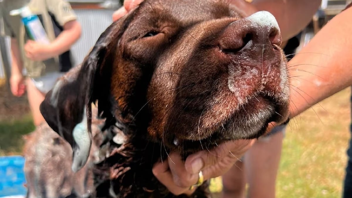 Illustration : "Un témoignage en ligne conduit les propriétaires d'une chienne en fugue jusqu'au un bassin d'eaux usées où elle venait de tomber"