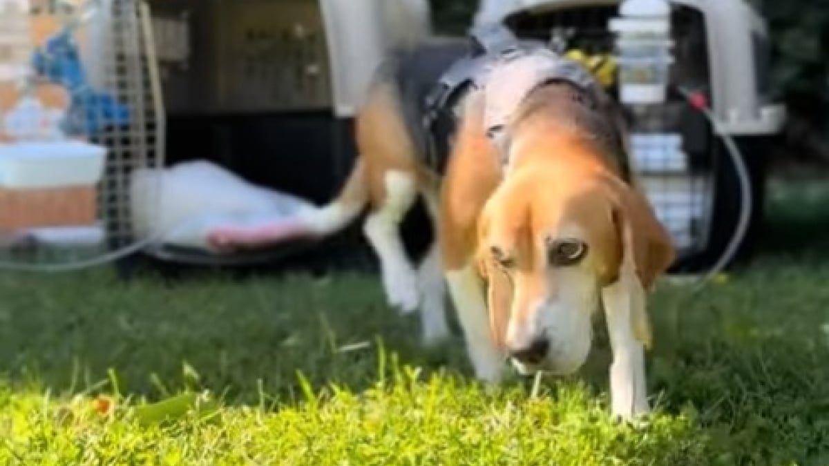 Illustration : "A 6 ans, cet ancien Beagle de laboratoire fait ses premiers pas sur l’herbe dans son nouveau pays (vidéo) "