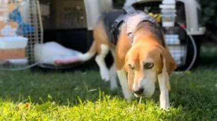 Illustration : A 6 ans, cet ancien Beagle de laboratoire fait ses premiers pas sur l’herbe dans son nouveau pays (vidéo) 