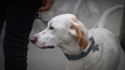 Illustration : Les suspicions de policiers voyant un individu traîner "son" chien qui refuse de le suivre se confirment à l'arrivée du propriétaire affolé 