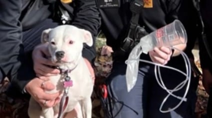 Illustration : Une chienne rescapée des flammes et réanimée grâce à un masque à oxygène improvisé revoit ses sauveurs quelques jours plus tard