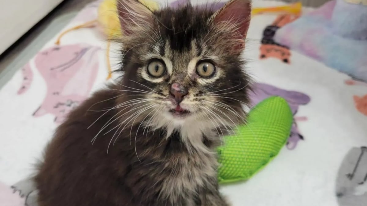 Illustration : "Découvert au bord d'une autoroute, un chaton blessé et atteint de la teigne obtient une chance de grandir dans un foyer aimant"