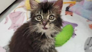 Illustration : "Découvert au bord d'une autoroute, un chaton blessé et atteint de la teigne obtient une chance de grandir dans un foyer aimant"