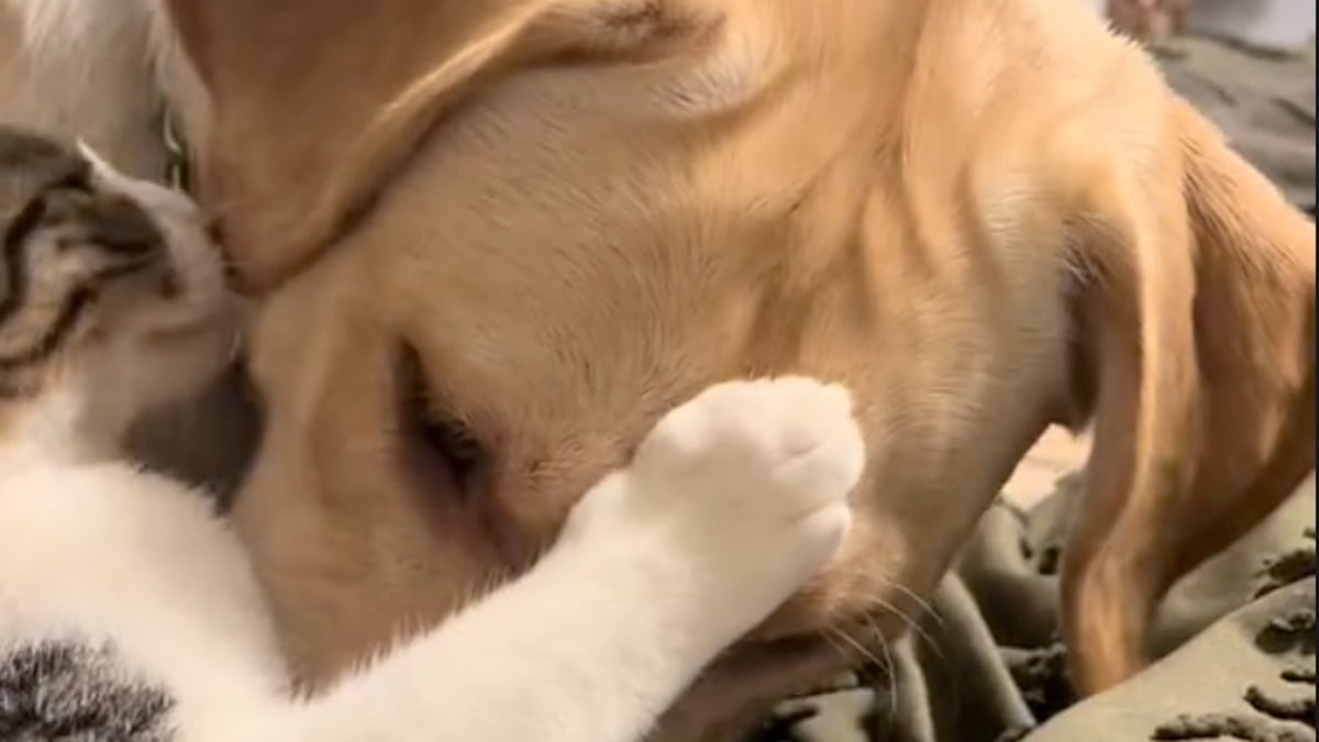 Illustration : "Un chat et un chien séparés par une clôture essayaient depuis des semaines de se rencontrer, jusqu'au jour où leurs familles ont exaucé leur voeu"