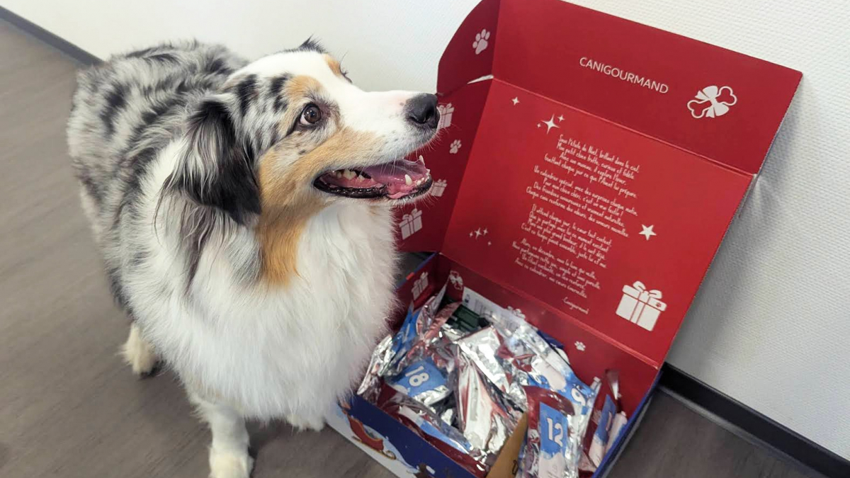 Illustration : "Partagez la magie de Noël avec votre chien en lui offrant un calendrier de l'avent Canigourmand rempli de friandises naturelles"