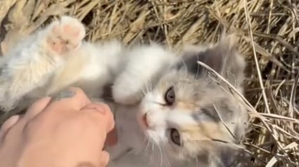 Illustration : Une femme au grand coeur demande à son chauffeur d'arrêter la voiture pour sauver un chaton perdu au milieu de nulle part