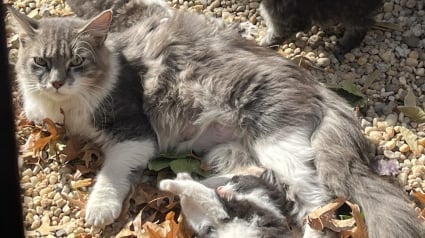 Illustration : Une passante change la vie de 3 chatons et de leur mère abandonnés devant une boulangerie