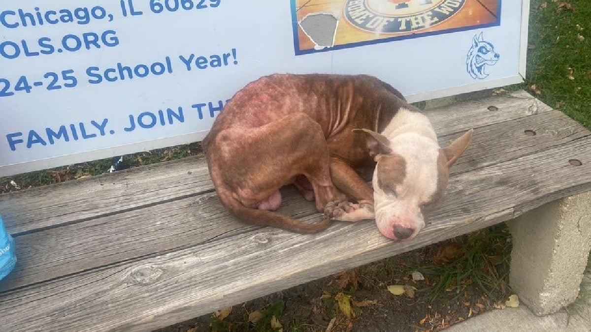 Illustration : "Un chien maigre et tousseux dort sur un banc d'arrêt de bus et n'espère plus grand chose de la vie jusqu'à sa découverte par un bon samaritain"