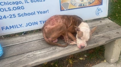 Illustration : Un chien maigre et tousseux dort sur un banc d'arrêt de bus et n'espère plus grand chose de la vie jusqu'à sa découverte par un bon samaritain