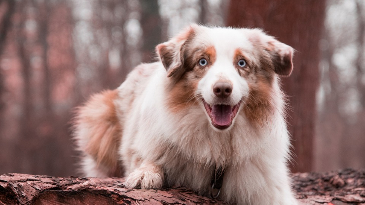 Illustration : "12 informations montrant que le chien possède des sens aiguisés"