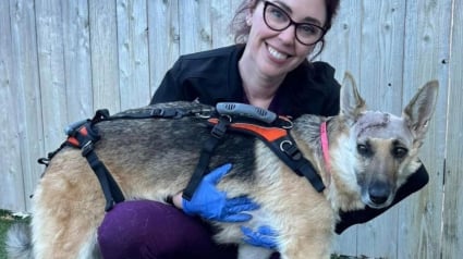 Illustration : Une chienne ayant survécu de justesse à un accident de voiture fait aujourd’hui preuve d’une incroyable résilience pour se remettre sur pattes