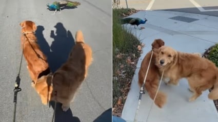 Illustration : La rencontre entre 2 Golden Retrievers et un paon donne lieu à un face-à-face insolite durant lequel chaque chien affiche une attitude différente (vidéo)