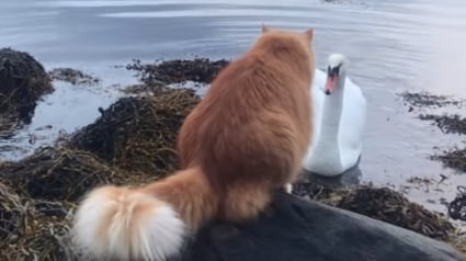 Illustration : La rencontre entre un cygne et un chat complètement fasciné ne se déroule pas comme prévu pour le félin (vidéo)