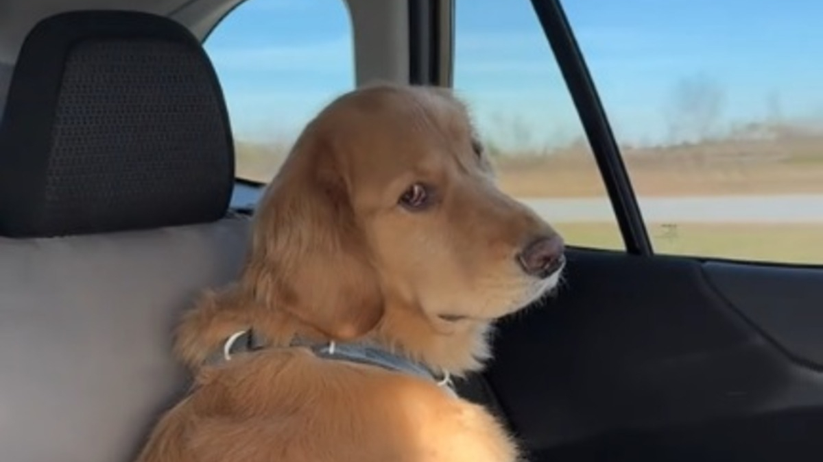 Illustration : "L'attitude de ce chien agacé par un long voyage en voiture est comparée à celle d'un ado capricieux (vidéo)"