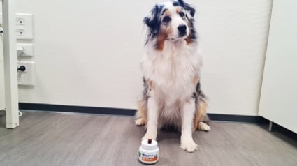 Illustration : Avis Movoflex® pour chien : Oria, la mascotte de Woopets, a testé l’aliment complémentaire pour les articulations