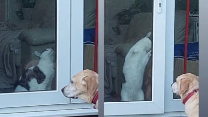 Illustration : Pour aider son meilleur ami canin bloqué dehors, ce chat fait fonctionner ses méninges (vidéo) 