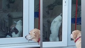 Illustration : "Pour aider son meilleur ami canin bloqué dehors, ce chat fait fonctionner ses méninges (vidéo) "