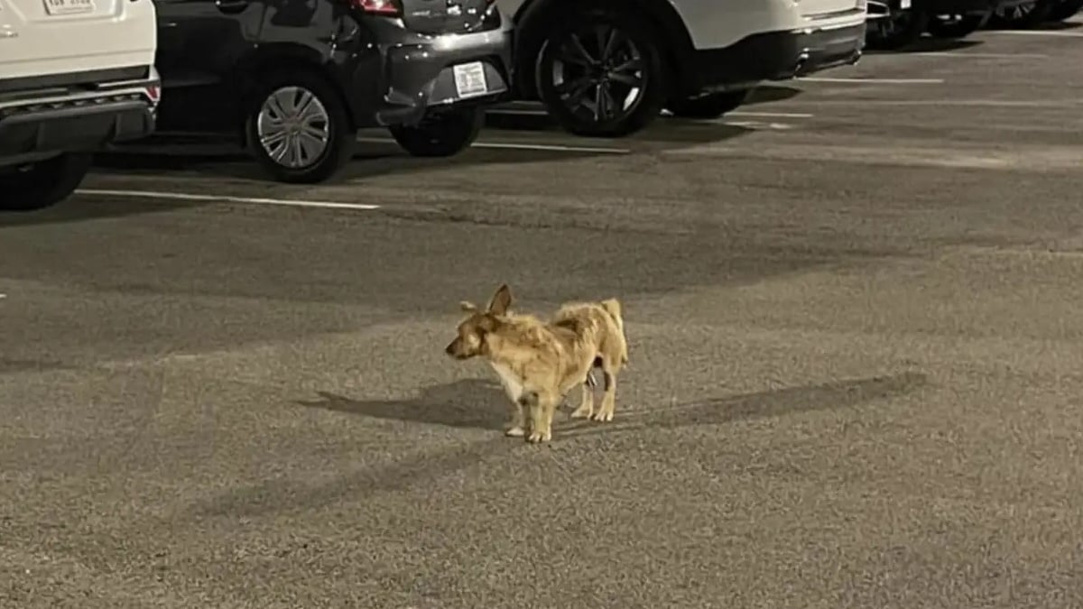 Illustration : "Secouru puis fugueur, ce chien a parcouru 13 kilomètres pour retrouver le parking de l’hôtel où il errait et était choyé du personnel"