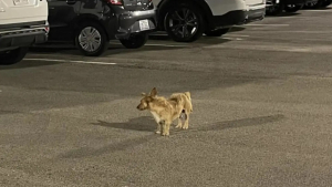 Illustration : "Secouru puis fugueur, ce chien a parcouru 13 kilomètres pour retrouver le parking de l’hôtel où il errait et était choyé du personnel"